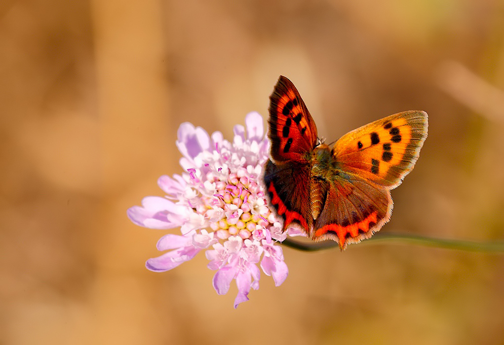 ...Posa Insolita...!!!