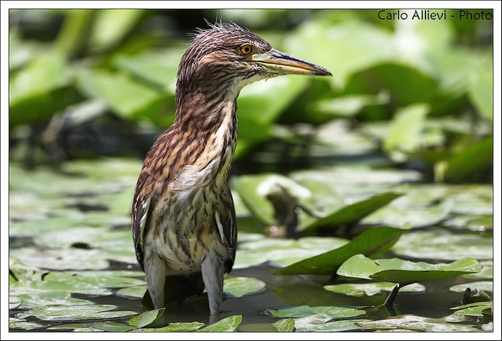 Piccolo di nitticora