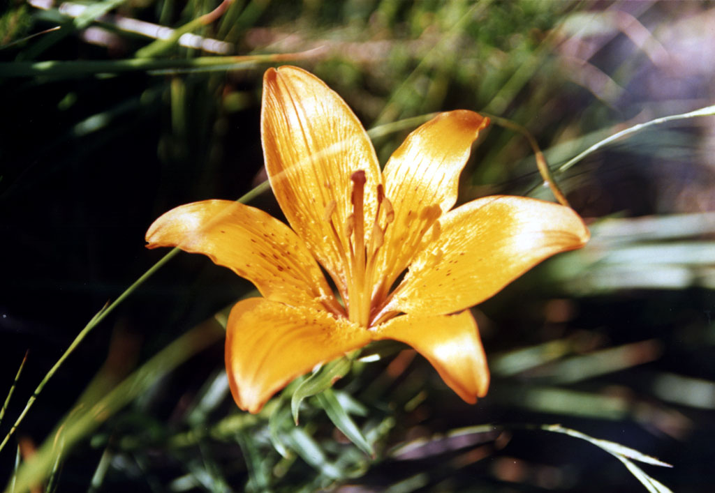 Giglio di San Giovanni