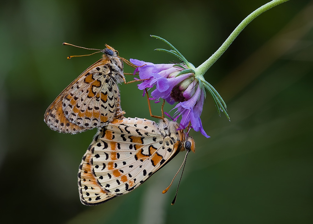 melitea didyma in accoppiamento