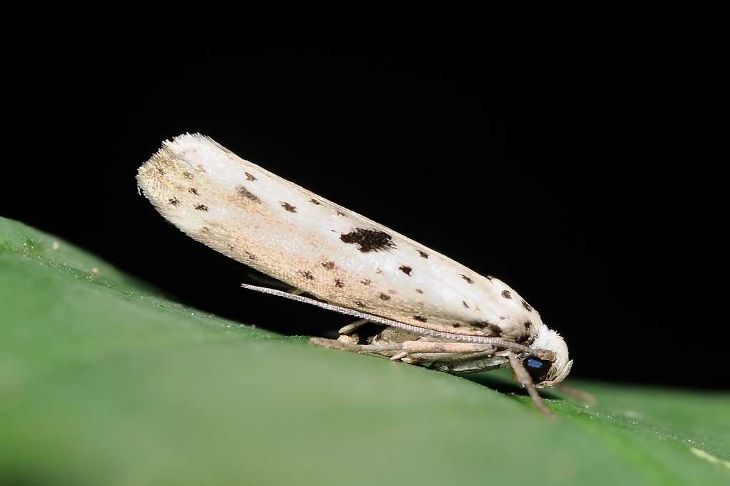 Yponomeuta Plumbella