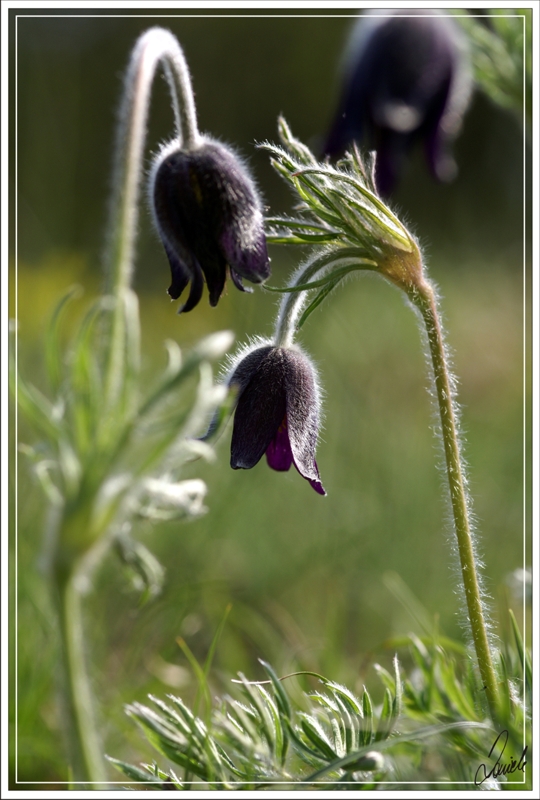 Pulsatilla montana (Hoppe) Rchb.
