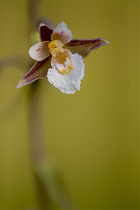 Epipactis palustris