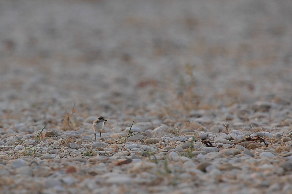 Piccolo, molto piccolo, pi� piccolo