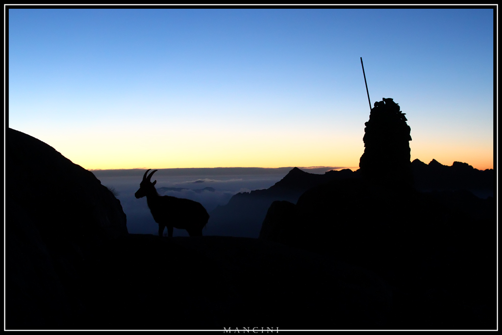 Alba con femmina di stambecco