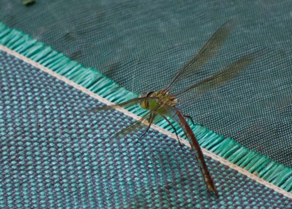 libellula