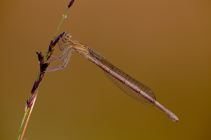 Platycnemis_pennipes