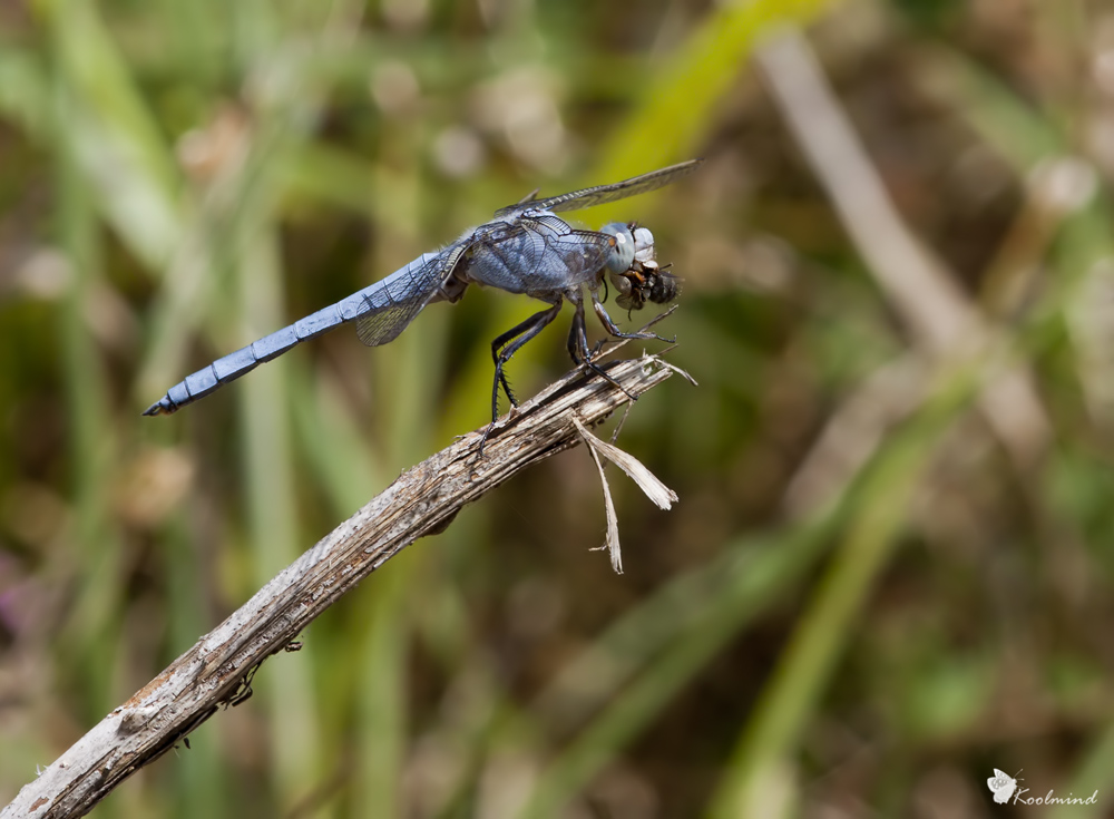 Orthetrum Brunneum Maschio