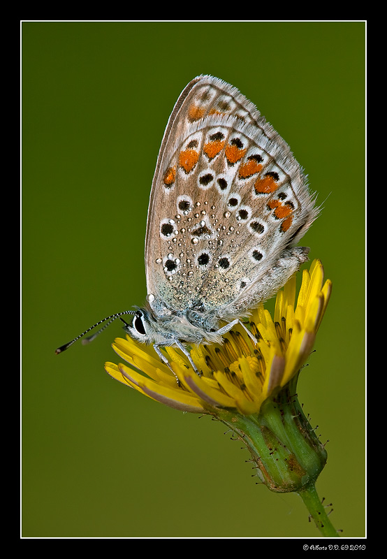 ...Lycaenidae Aricia agestis...