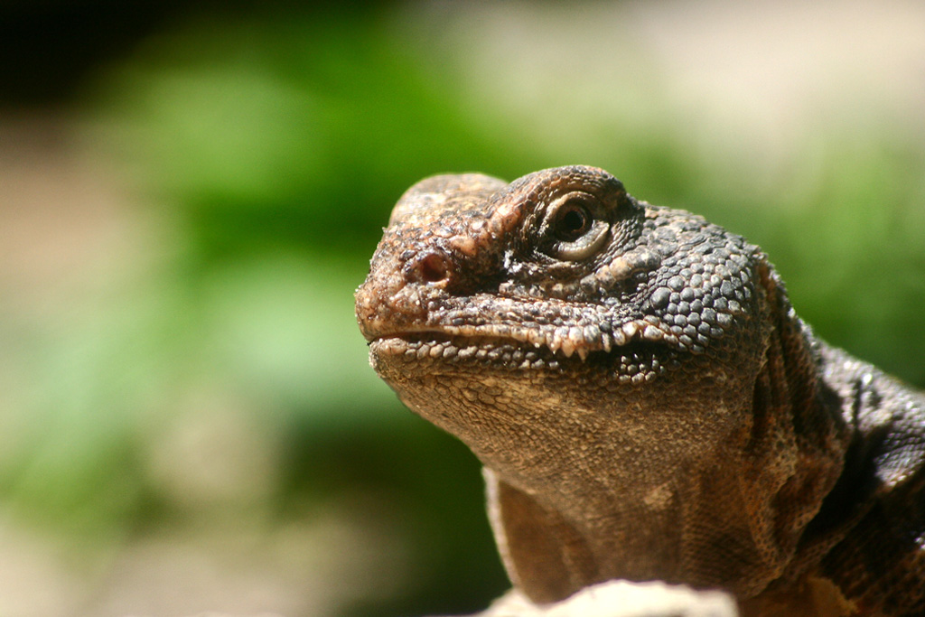 Uromastice acantinuro