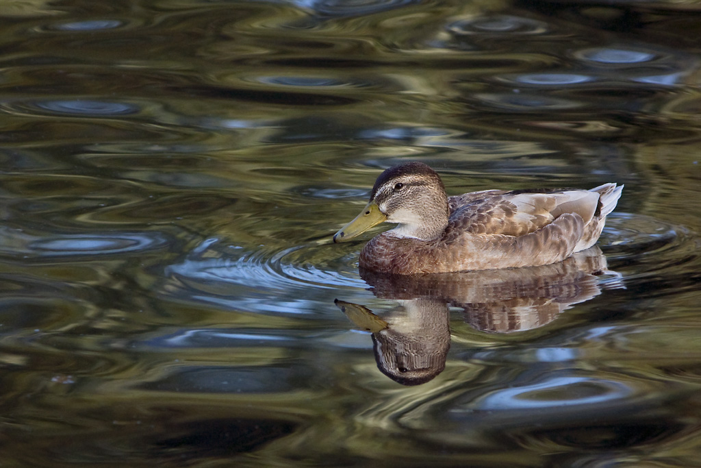 ultimi raggi di sole