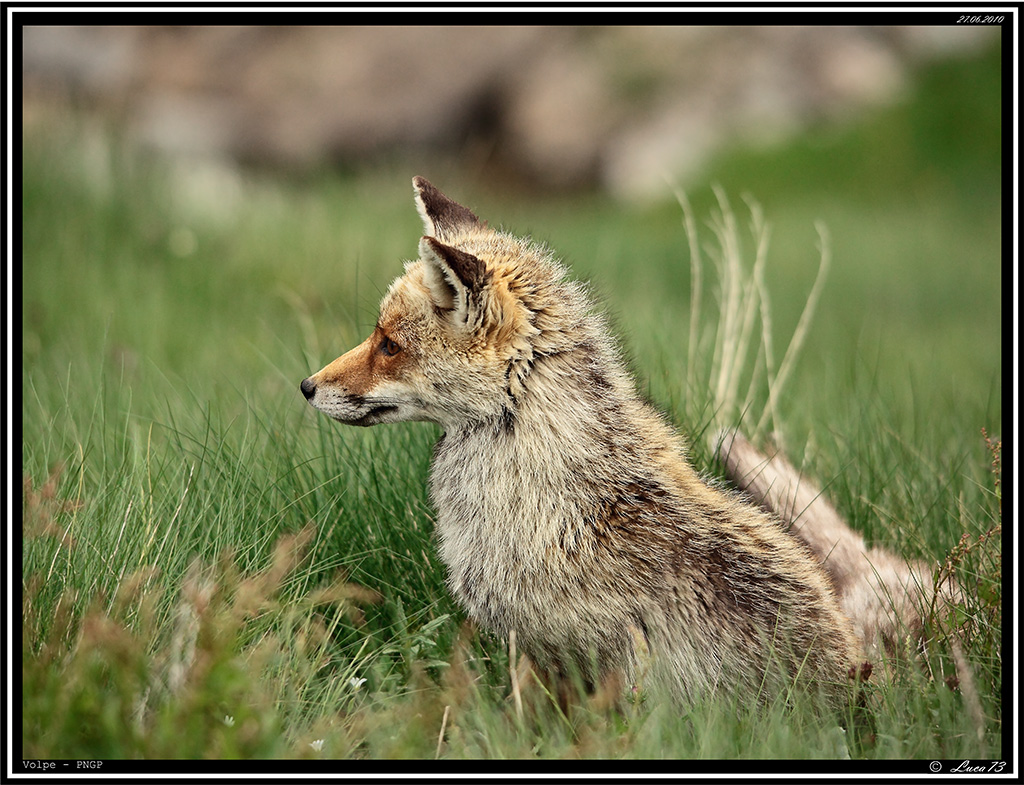 Volpe PNGP # 10