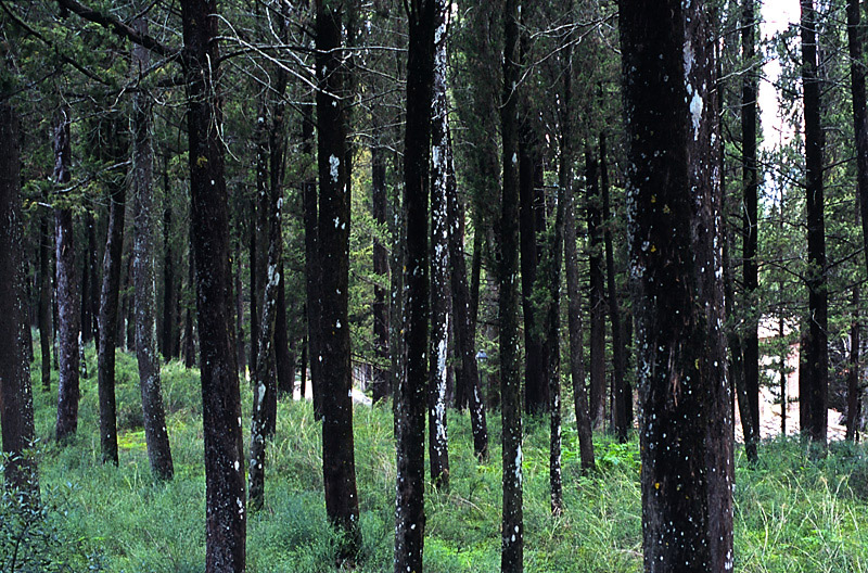 boschetto di Monte Oliveto Maggiore
