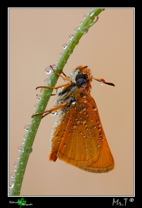 ...Thymelicus acteon...