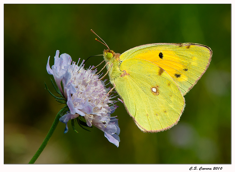 Colias crocea
