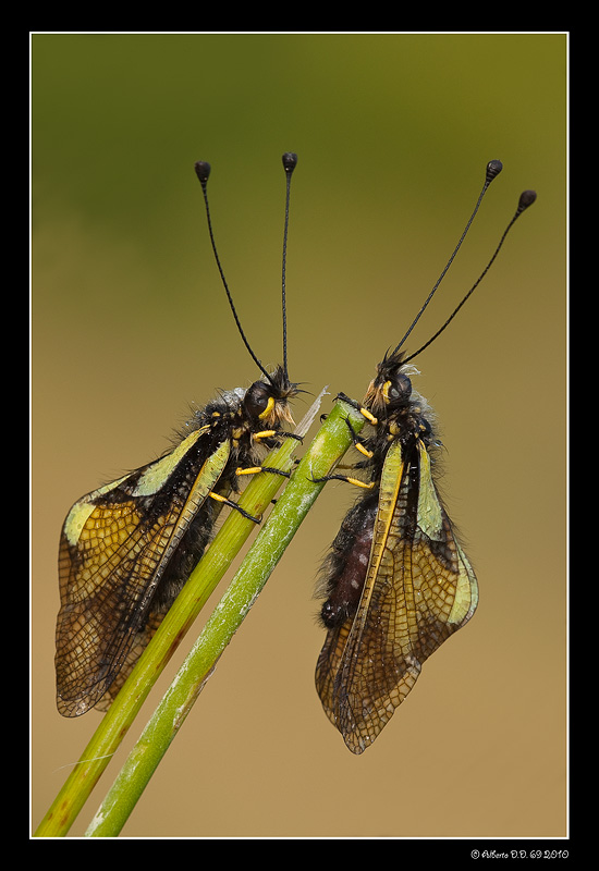 ...coppia di Ascalaphidae Lbelloides coccajus...
