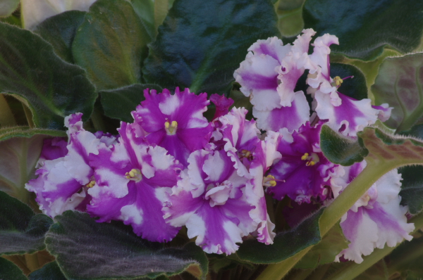 Dubbi su messa a fuoco con tele 210 mm