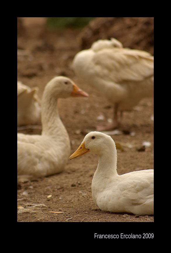 ... (data post originale 21 luglio 2009)