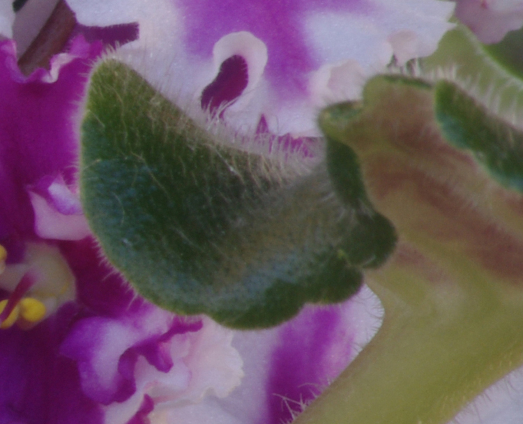 Particolare foglia "dubbio Fuoco con tele 210mm"