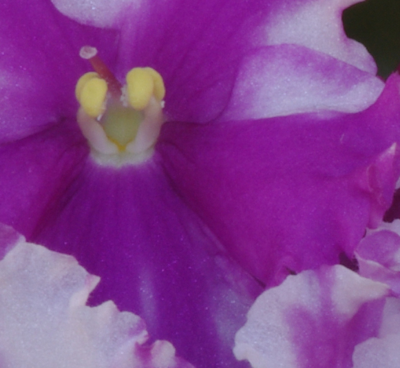 Particolare pistillo "dubbio Fuoco con tele 210mm"