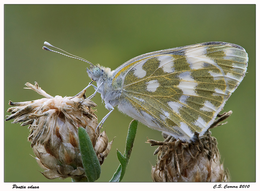 Pontia edusa