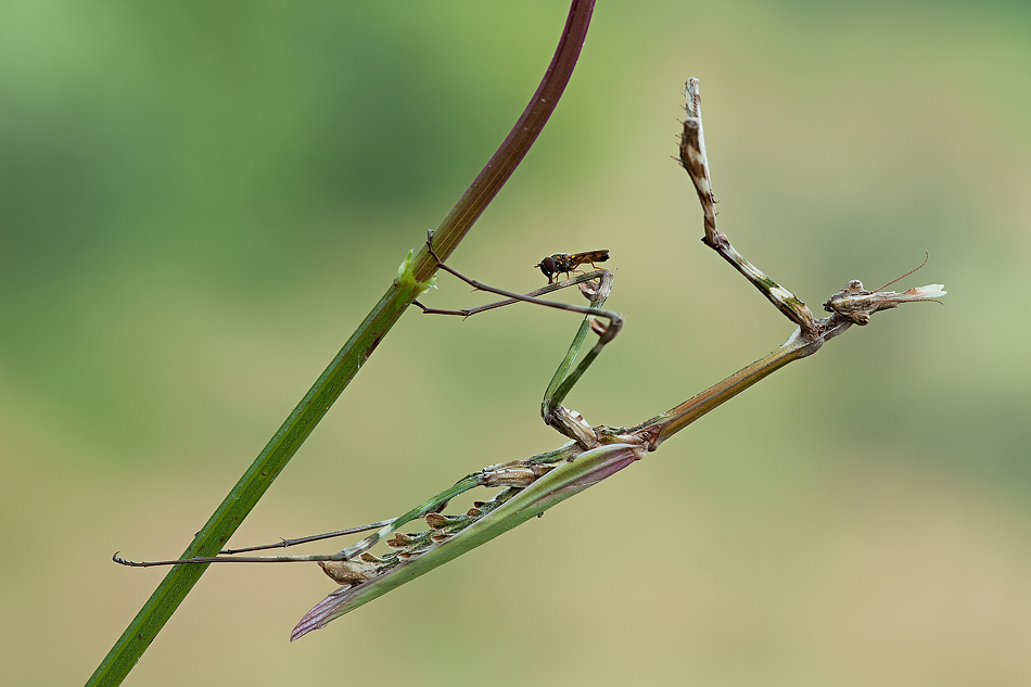 empusa con sirfide