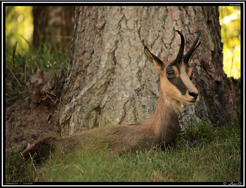 Camoscio # 1 - [Introd]