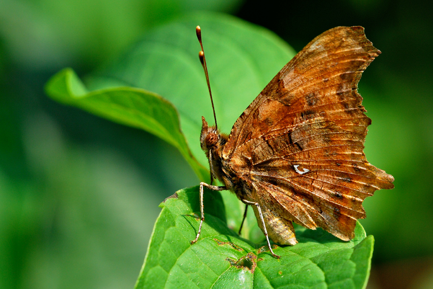 Ritratto di Vanessa C