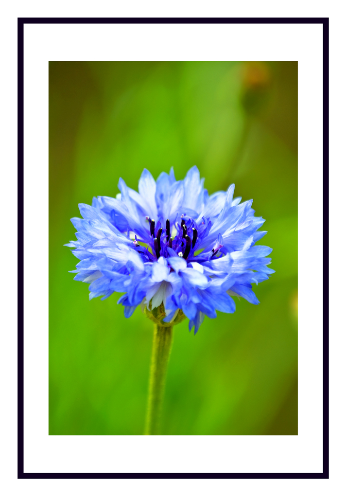 Un punto blu nel verde