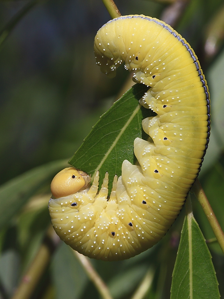 Larva di Tenthredinidae