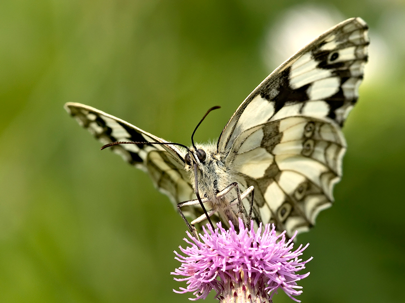 Melanargia Galathea... primo piano...