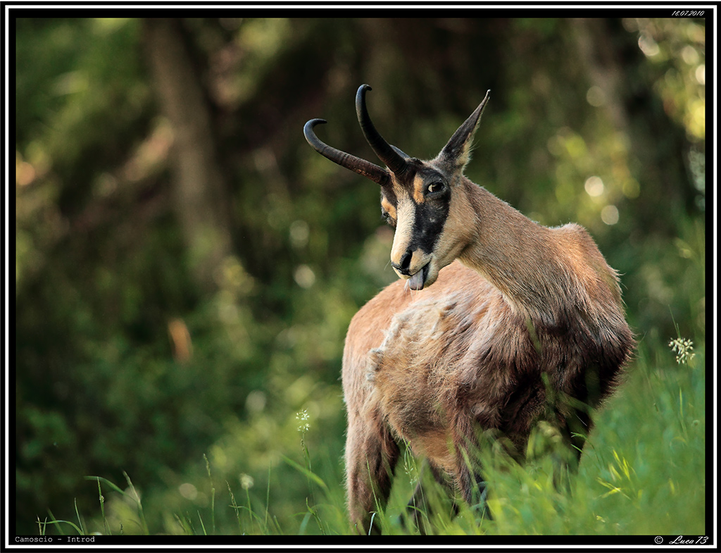 Camoscio # 2 - Linguaccia - [Introd]