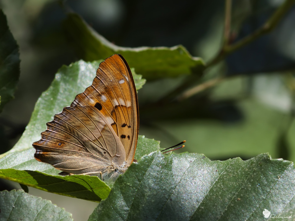 Apatura ilia (timida)