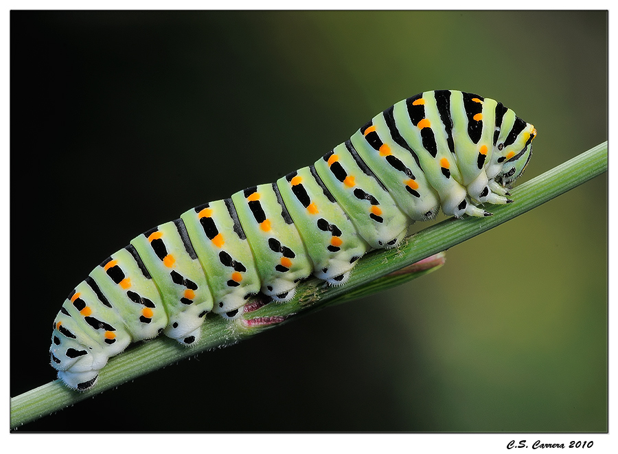 Bruco di Macaone