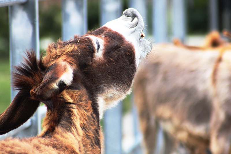 raglio d'asimo non sale in cielo... ma coi decibel ci arriva vicino....