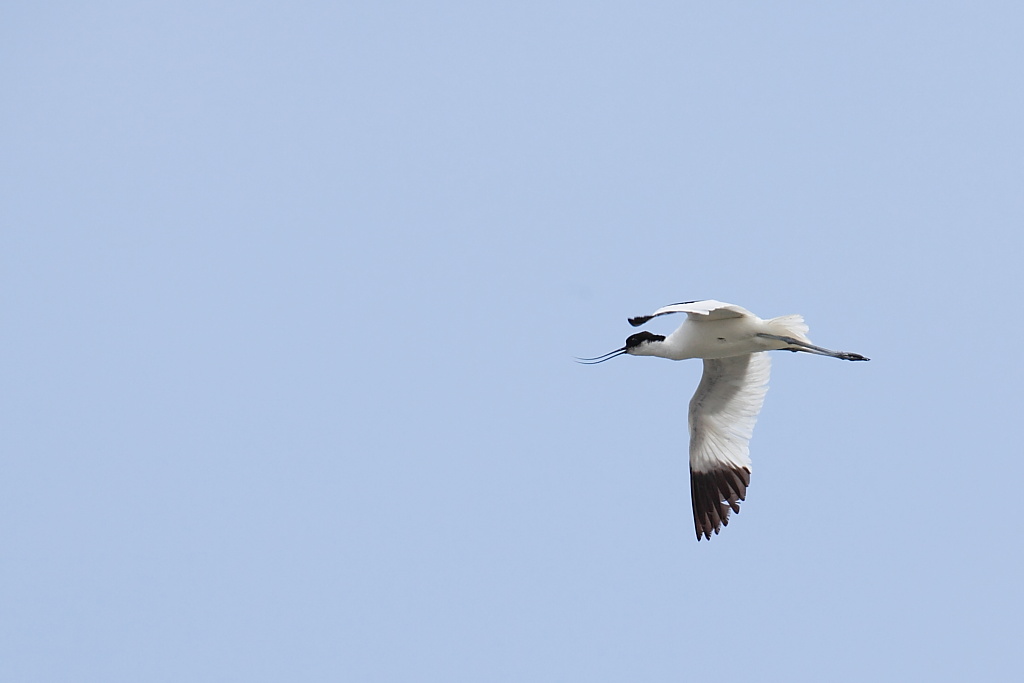 Avocetta