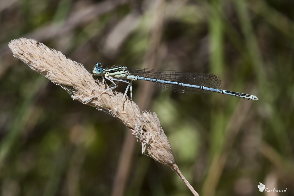 Platycnemis Pinnipes