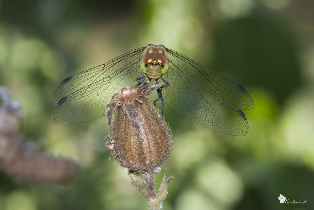Sympetrum striolatum (sottoesposto)
