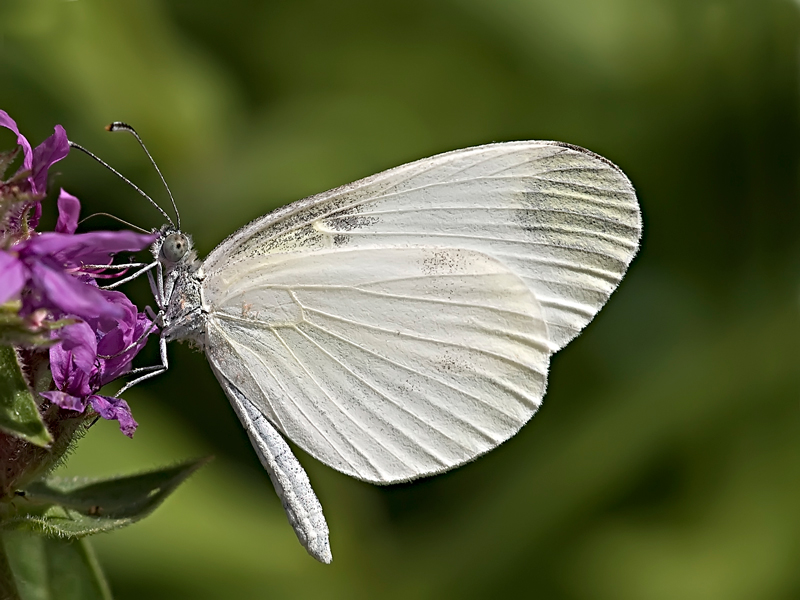 cavolaia ......credo