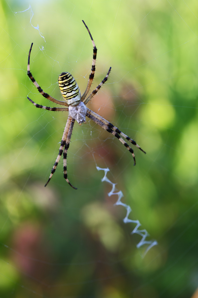 Argiope bruennichi