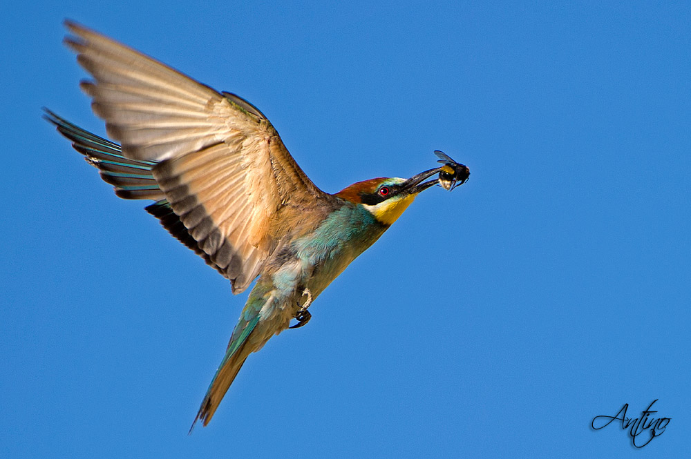Gruccione con preda in volo