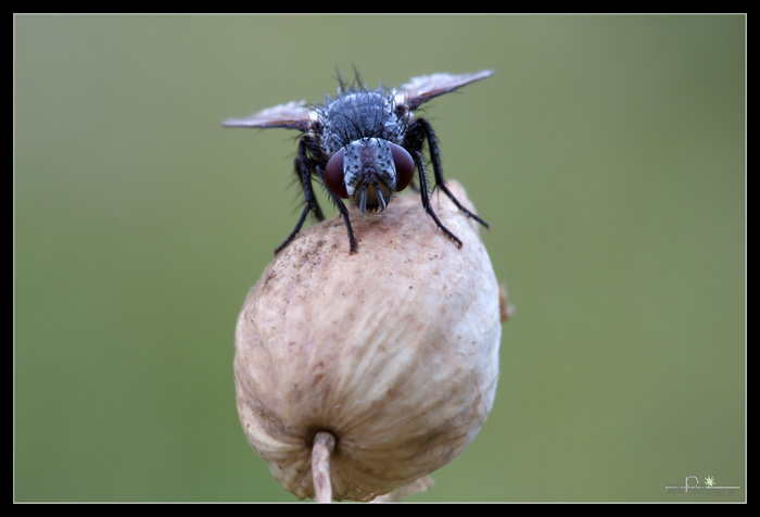 Anthomya sp.    "Mosca bicolore a scacchi"