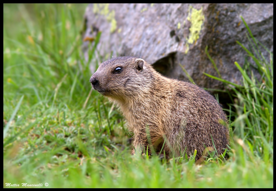 Marmotta