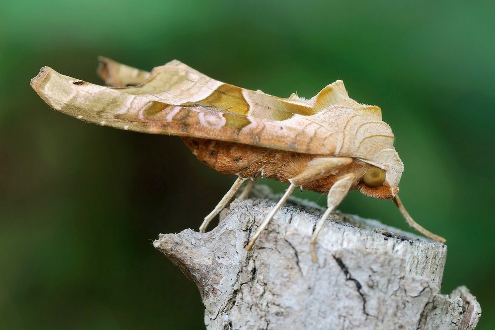 Phlogophora Meticulosa