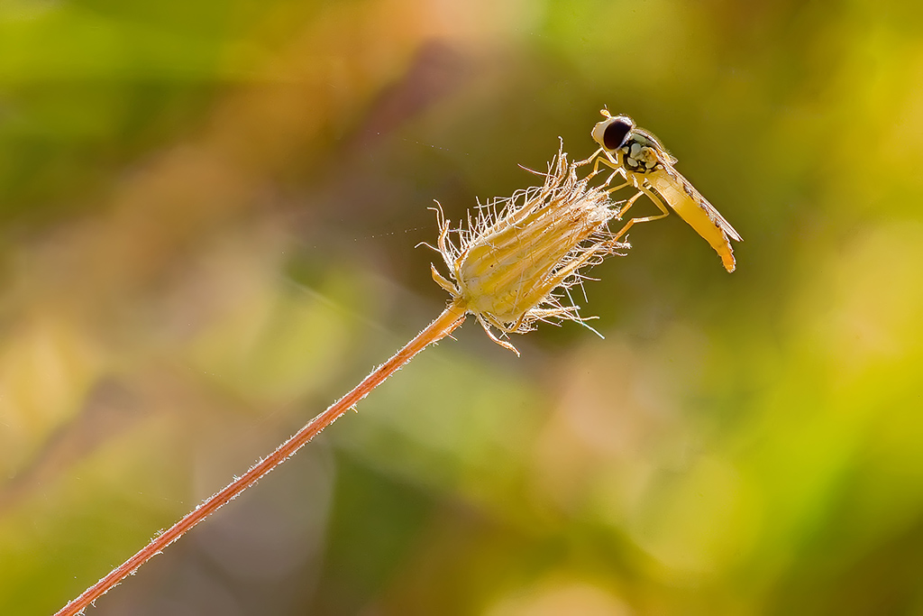 Sirfide  in controluce