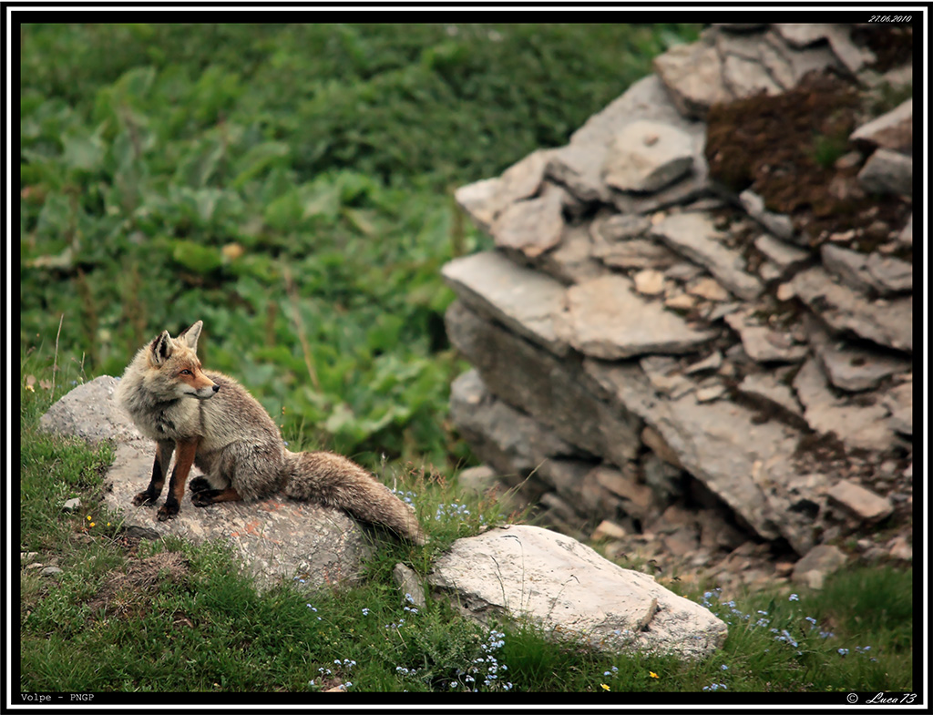 Volpe PNGP # 13 - Baita 2