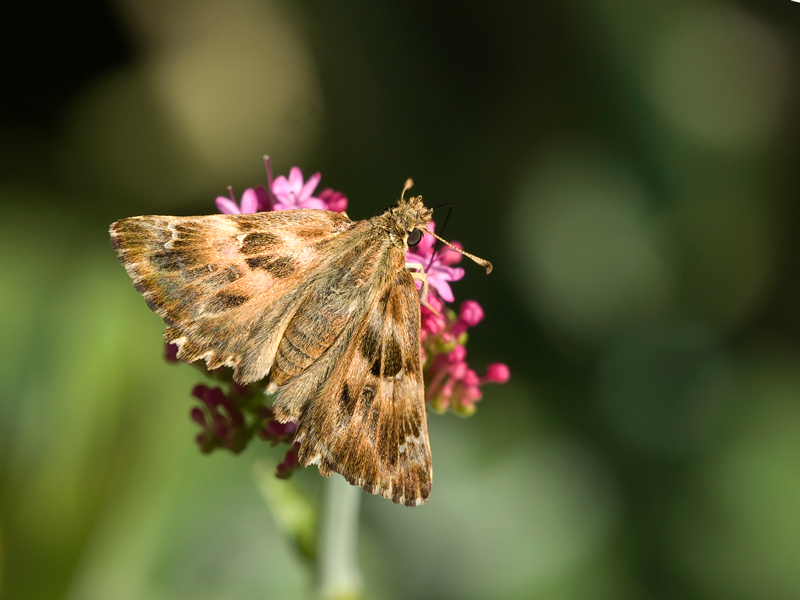 farfallina...da identificare