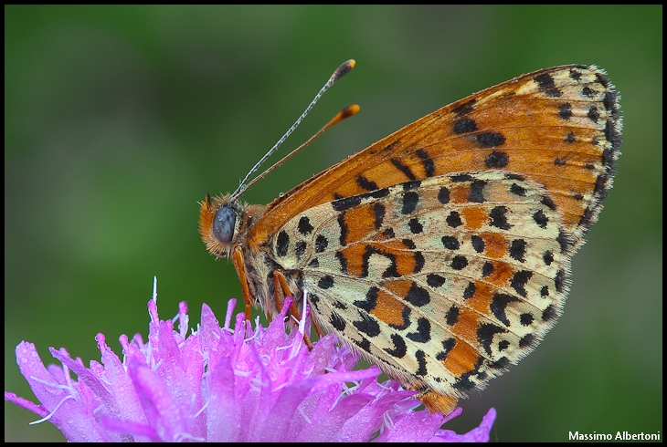 Melitaea didyma 2010