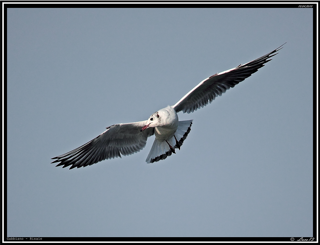 Gabbiano # 8