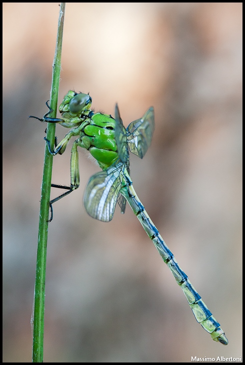 Ophiogomphus cecilia (maschio neo sfarfallato) 2010